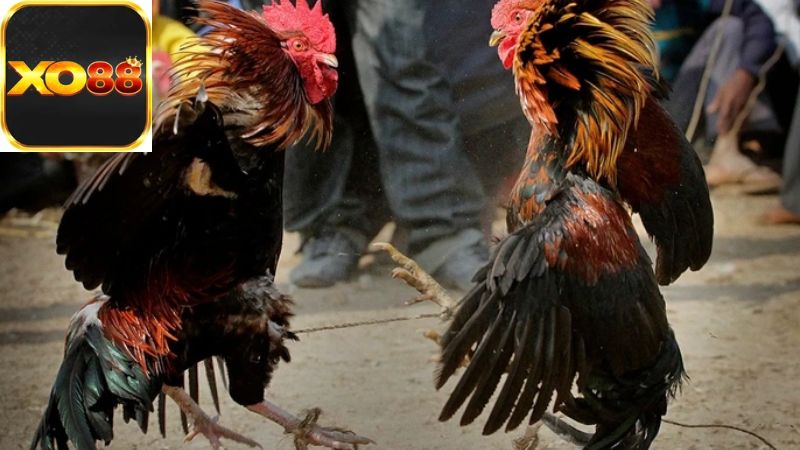 Các quy định pháp lý về đá gà cựa dao ở Việt Nam